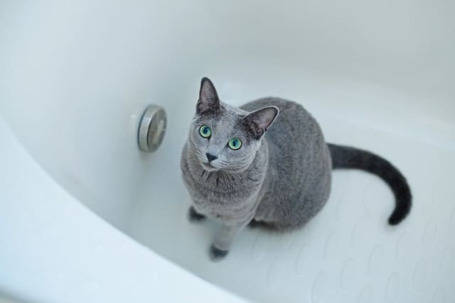 猫がお風呂を嫌がる