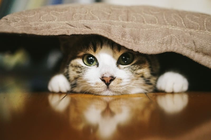 一人暮らしで猫を飼うには？失敗・後悔しないために