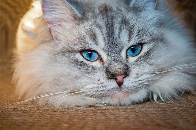 でかい 猫9選 世界一大型の猫は ネコマガ