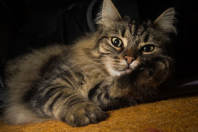 でかい 猫9選 世界一大型の猫は ネコマガ