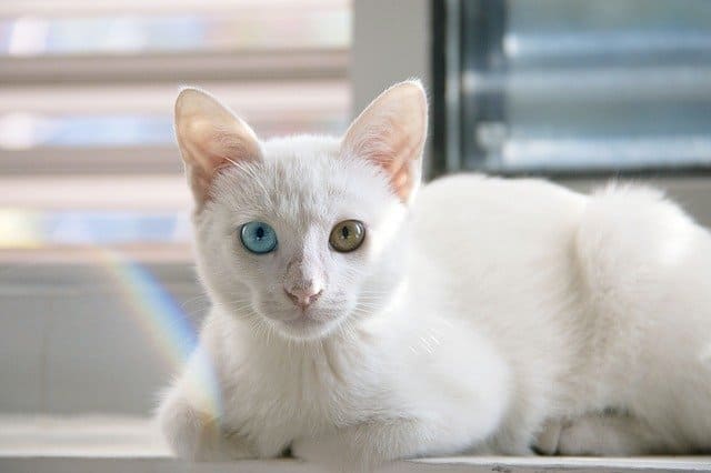 白猫の性格とは？種類やかわいい理由