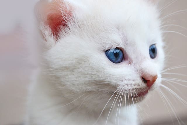 白猫の性格とは 種類やかわいい理由 ネコマガ