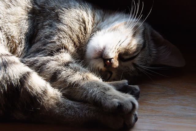 猫の睡眠時間は 寝方や寝る場所には意味がある ネコマガ
