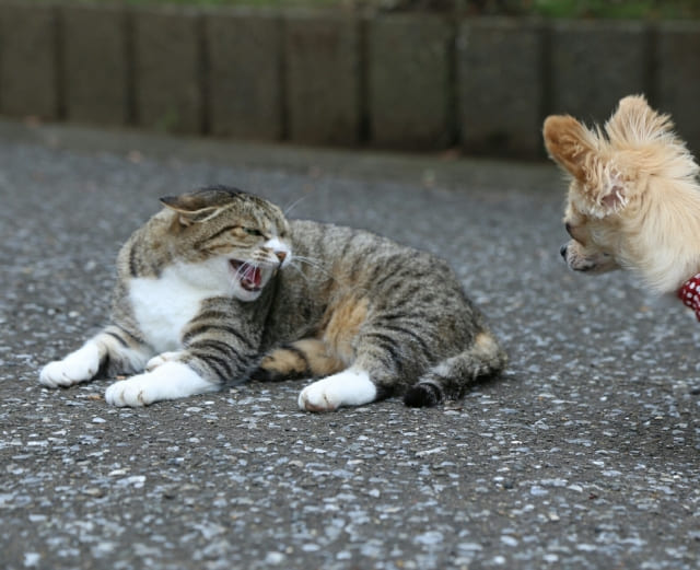 猫のシャー！の意味は威嚇だけではない？