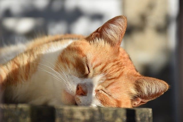 猫の睡眠時間は 寝方や寝る場所には意味がある ネコマガ