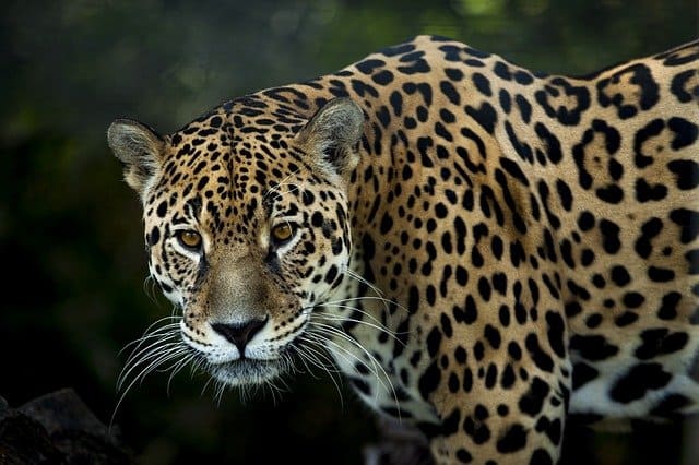 ネコ科動物の種類は 大型や最強ネコ科はアレ ネコマガ