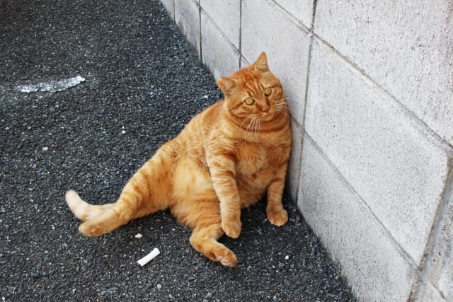 猫の座り方6選 どんな意味があるの ネコマガ