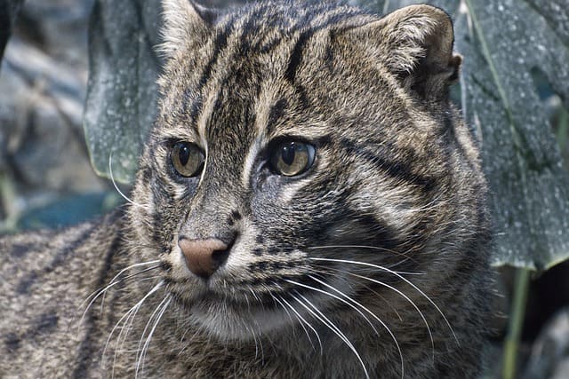 ネコ科動物の種類は 大型や最強ネコ科はアレ ネコマガ