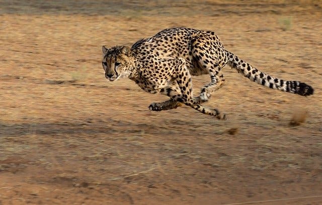 ネコ科動物の種類は 大型や最強ネコ科はアレ ネコマガ