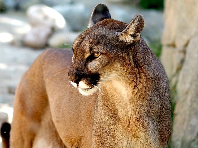 ネコ科動物の種類は 大型や最強ネコ科はアレ ネコマガ