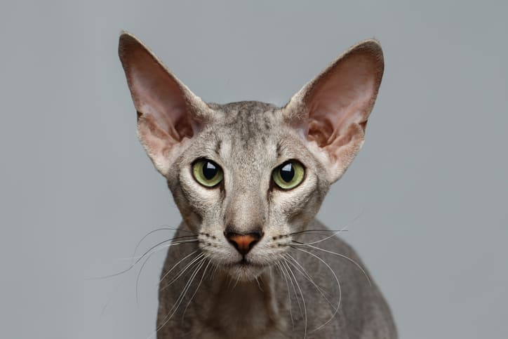 日本の無毛の猫 毛のない猫、ヘアレスキャットの種類は？特徴や飼いやすさ | ネコマガ
