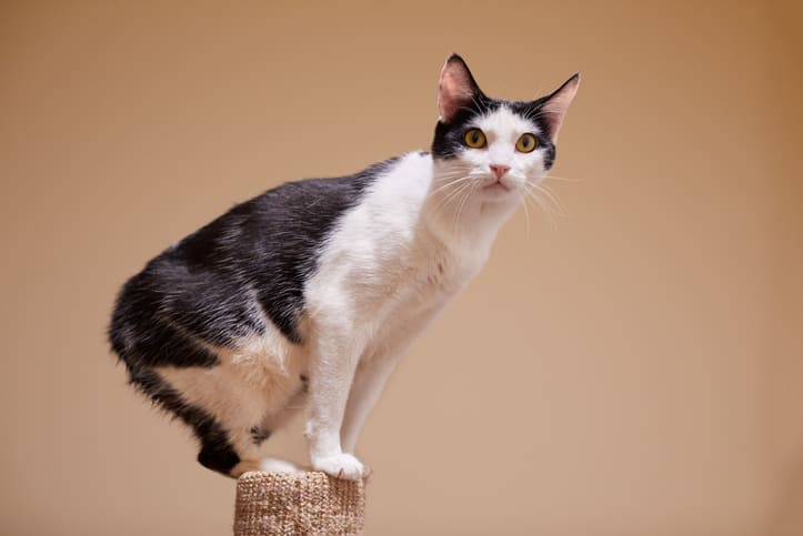 マンクスの性格や特徴って 色や体重 飼い方まとめ ネコマガ