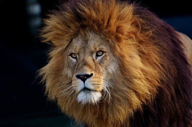 ネコ科動物の種類は 大型や最強ネコ科はアレ ネコマガ ネコ科動物の種類は 大型や最強ネコ科はアレ ネコマガ