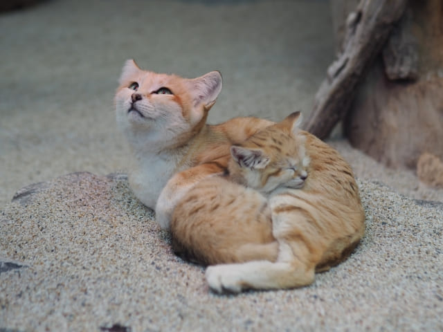 スナネコって？性格は？ペットとして飼えるの？