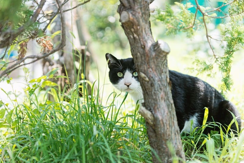 猫がキュウリに驚く理由