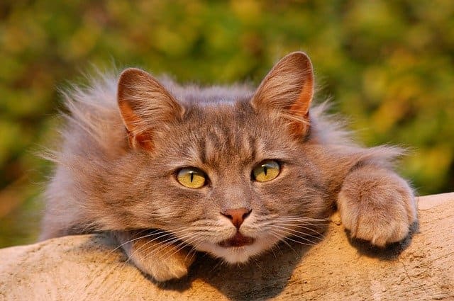 ふさふさ！毛の長い長毛種の猫14選 | ネコマガ
