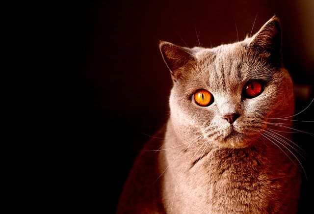 猫 の 目 の 色 カッパー