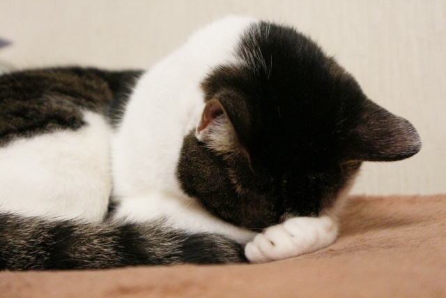 猫の睡眠時間は 寝方や寝る場所には意味がある ネコマガ 猫の睡眠時間は 寝方や寝る場所には意味がある ネコマガ