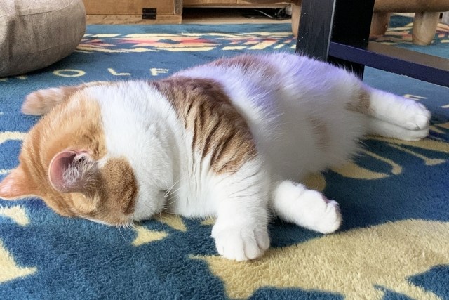 眩しいの かわいい ごめん寝 する猫ちゃん ネコマガ