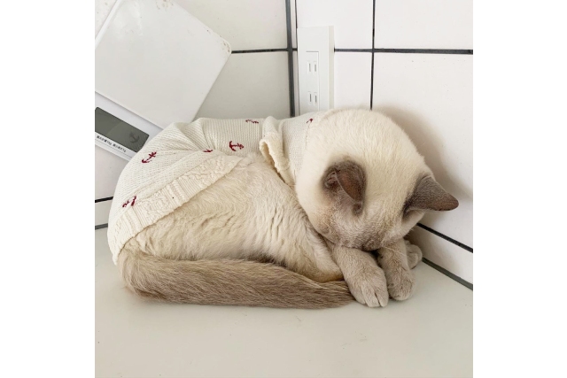 眩しいの かわいい ごめん寝 する猫ちゃん ネコマガ