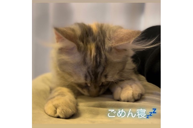 子猫のごめん寝