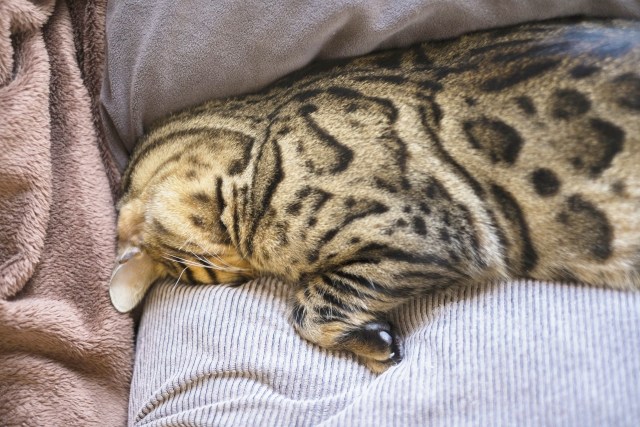 うつ伏せにごめん寝するベンガル猫
