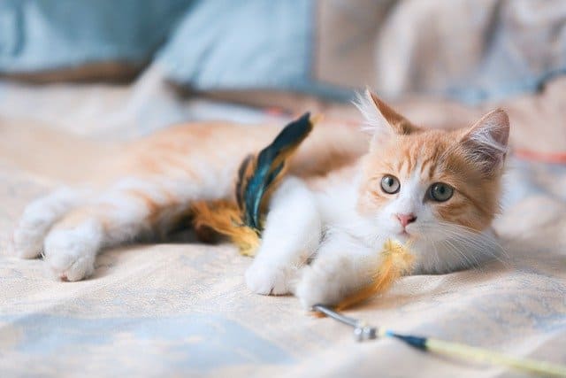 猫を飼う費用は？初期費用や維持費はいくら？