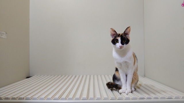 現代の猫こそシャンプーが必要！その理由と正しい方法とは？おすすめバス・シャンプー用品もご紹介♪ ネコマガ