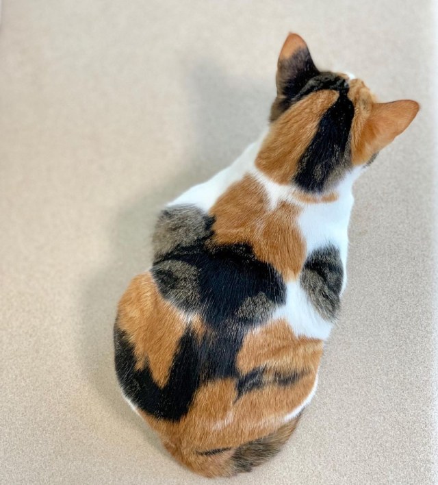 猫の後ろ姿はかわいい 画像集 ネコマガ