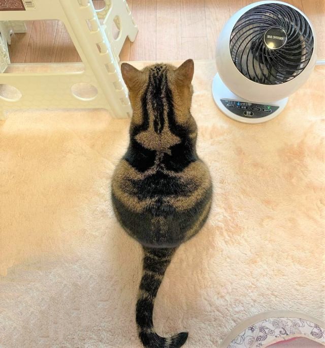 猫の後ろ姿はかわいい 画像集 ネコマガ