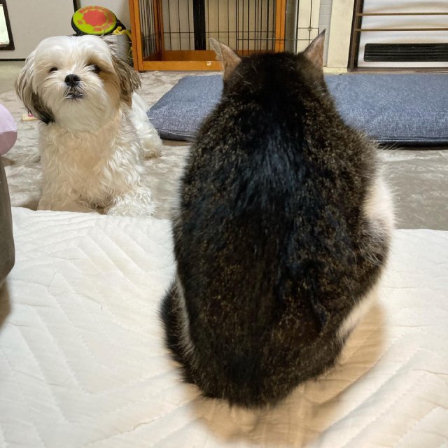 猫の後ろ姿はかわいい 画像集 ネコマガ