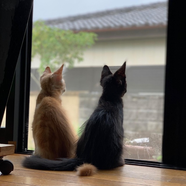 猫の後ろ姿はかわいい 画像集 ネコマガ