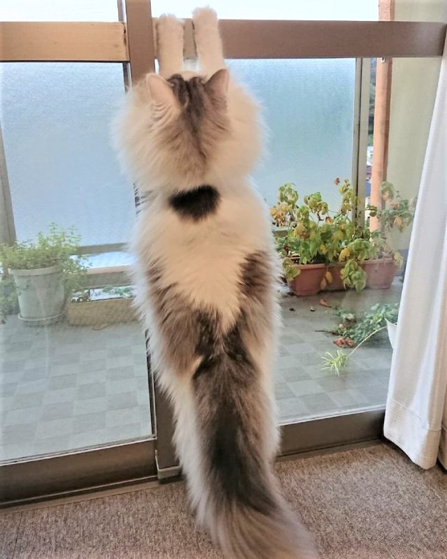 猫の後ろ姿はかわいい 画像集 ネコマガ
