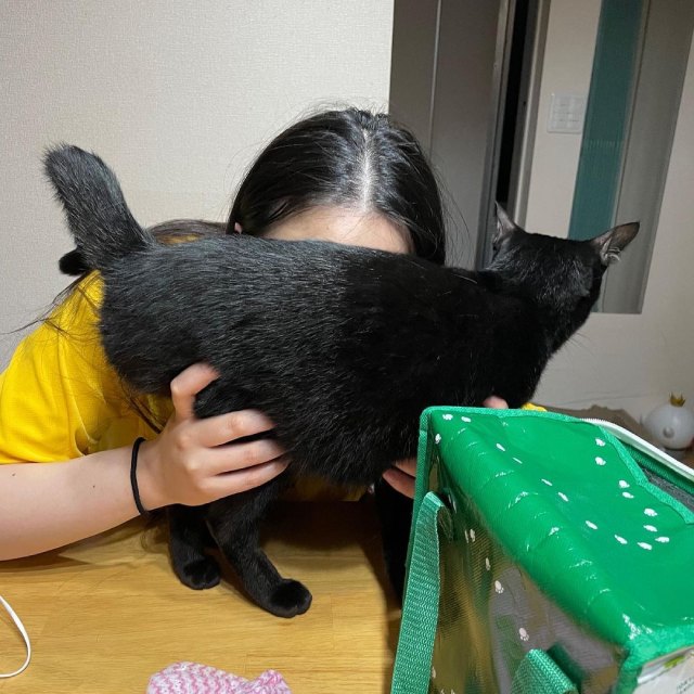 猫吸いとは やめられない意味や魅力 ネコマガ 猫吸いとは やめられない意味や魅力 ネコマガ