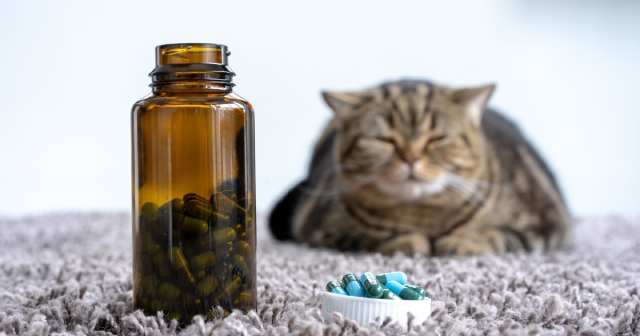 猫用サプリの種類や与えるときの注意点とは？編集部おすすめサプリもご紹介！ | ネコマガ