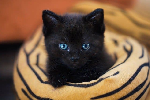 黒猫がかわいいのはなぜ？魅力に迫る！