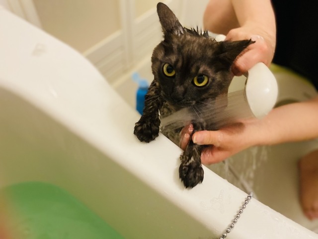 シャンプー頻度と正しい猫の洗い方