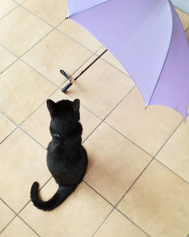 猫の後ろ姿はかわいい！画像集06_猫は傘がお好き？
