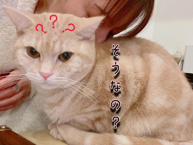 猫吸いとは？やめられない意味や魅力_背中