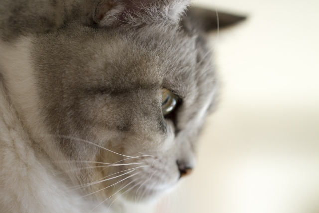 美しい猫の横顔 種類や撮影のコツまで ネコマガ