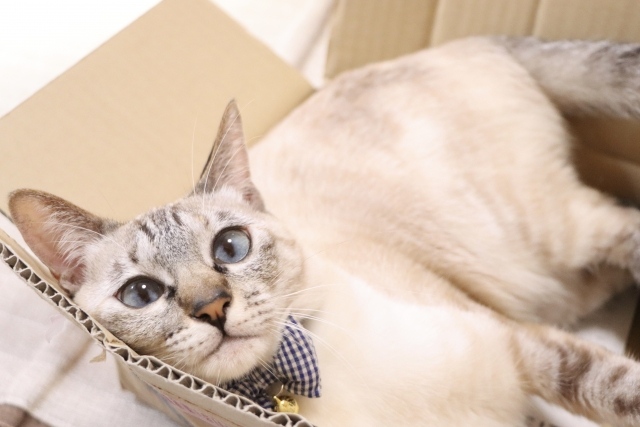 猫はダンボール大好き かじる理由は ネコマガ