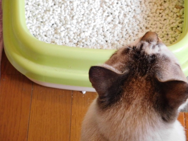 理想的な猫トイレとは 基本の考え方から選び方まで解説 おすすめのトイレ 猫砂商品もご紹介 ネコマガ