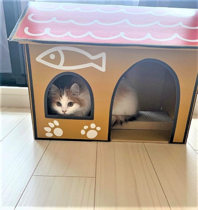 猫はダンボール大好き かじる理由は ネコマガ