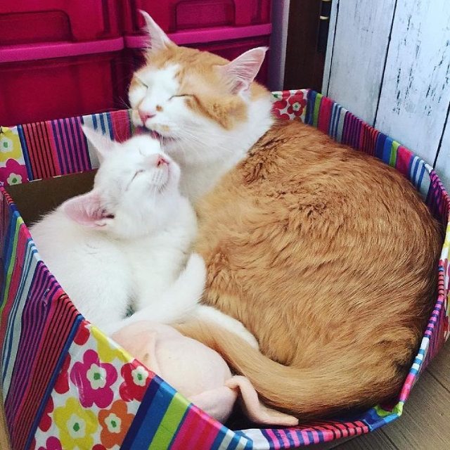猫はダンボール大好き かじる理由は ネコマガ
