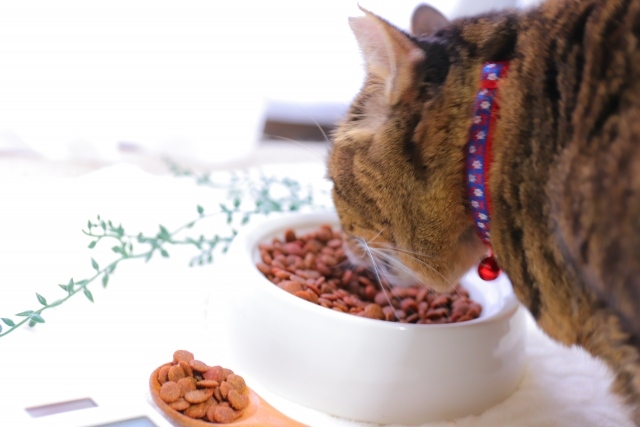 愛猫が毎日食べるものだからこそ