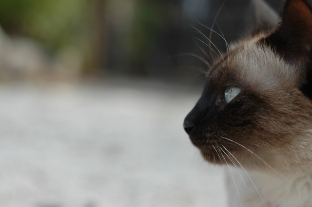 横顔が三角の猫の種類や特徴