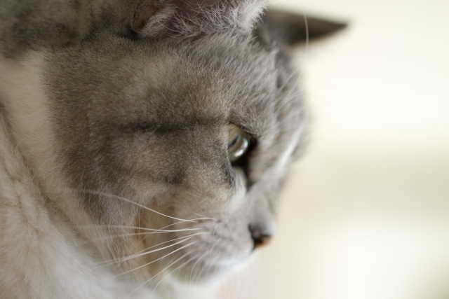 横顔が丸い猫の種類や特徴