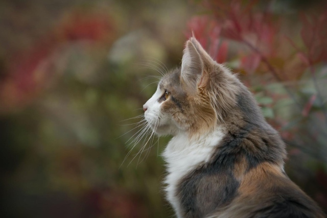 横顔が四角い猫の種類や特徴