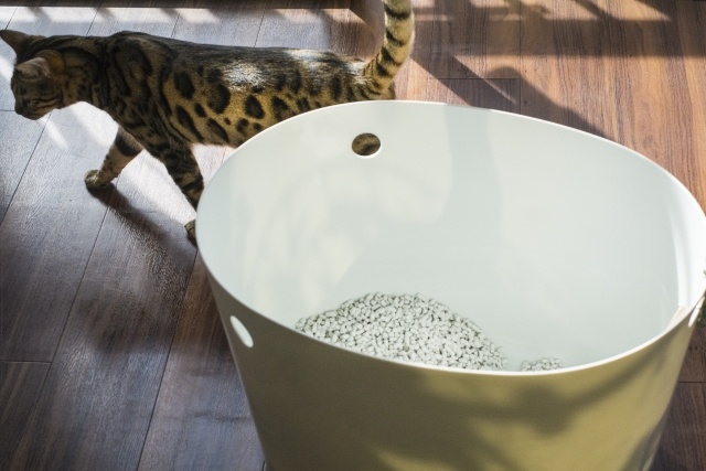 猫砂は種類が豊富！結局どれがいいの？