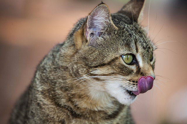 編集部がおすすめする猫が喜ぶおやつをご紹介